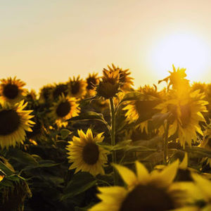 Meet your Posher, Irene m